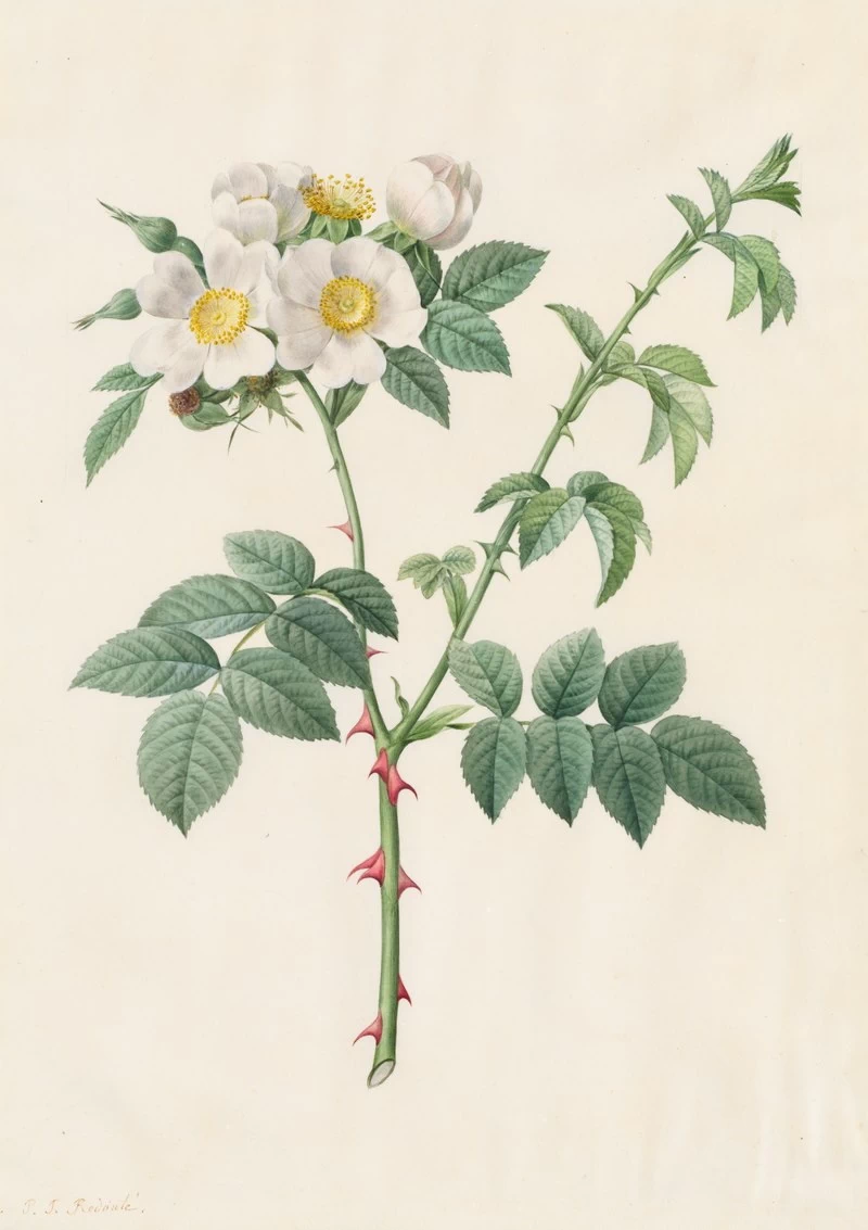 Rosa Leucantha - Cleveland Museum of Art